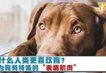 为什么人类更喜欢狗?因为狗有特殊的“表情肌肉”