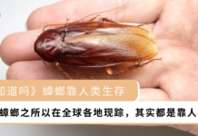 【你知道吗】蟑螂靠人类生存